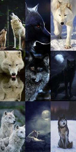 Unduh Wolf Wallpaper HD Terbaru – Gambar Serigala Keren Gratis - Screenshot 3