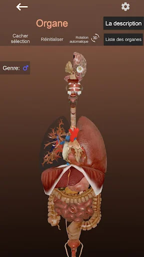 Download Internal Organs in 3D Anatomy Terbaru – Belajar Anatomi - Screenshot 4