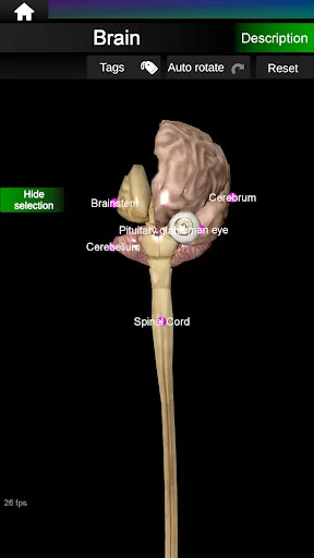 Download Internal Organs in 3D Anatomy Terbaru – Belajar Anatomi - Screenshot 21