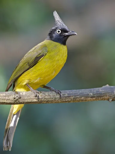 Download Suara Burung Kutilang Terbaru – Koleksi Kicau Gratis - Screenshot 1