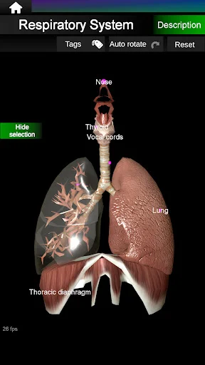 Download Internal Organs in 3D Anatomy Terbaru – Belajar Anatomi - Screenshot 20