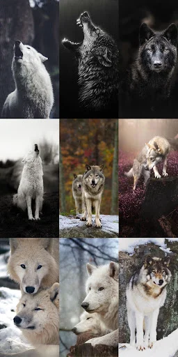 Unduh Wolf Wallpaper HD Terbaru – Gambar Serigala Keren Gratis - Screenshot 7