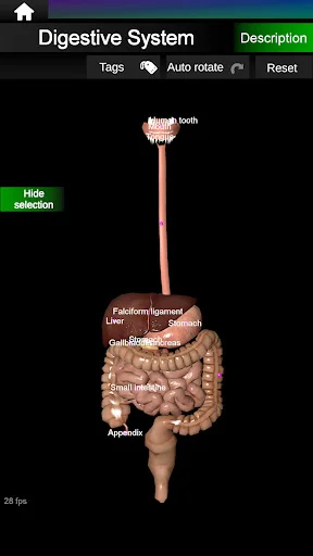 Download Internal Organs in 3D Anatomy Terbaru – Belajar Anatomi - Screenshot 11