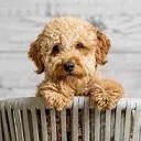 Download Dog Cuties Chrome Extension – Wallpaper Anjing Lucu