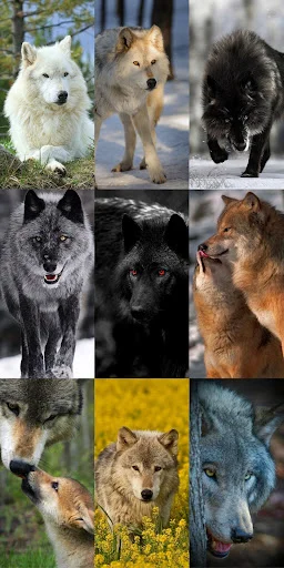 Unduh Wolf Wallpaper HD Terbaru – Gambar Serigala Keren Gratis - Screenshot 5