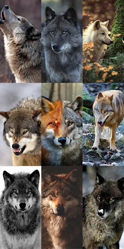 Unduh Wolf Wallpaper HD Terbaru – Gambar Serigala Keren Gratis - Screenshot 6