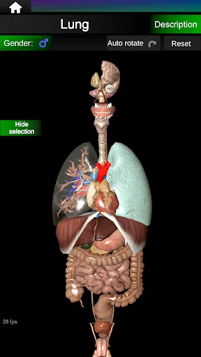 Download Internal Organs in 3D Anatomy Terbaru – Belajar Anatomi - Screenshot 18