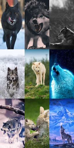 Unduh Wolf Wallpaper HD Terbaru – Gambar Serigala Keren Gratis - Screenshot 12
