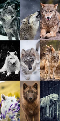 Unduh Wolf Wallpaper HD Terbaru – Gambar Serigala Keren Gratis - Screenshot 8